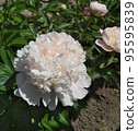 Light pink peony flower. 95595839