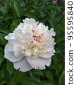 Single light pink peony flower against green leaves. 95595840