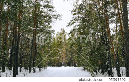 Pine winter snowy forest on a cloudy frosty day 95595892