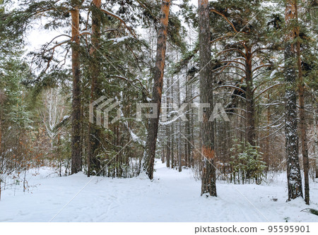 Pine winter snowy forest on a cloudy frosty day Pine winter snowy forest on a cloudy frosty day 95595901