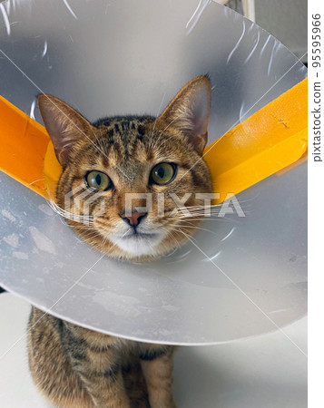 A castrated cat with an Elizabethan collar on its neck A castrated cat with an Elizabethan collar on its neck 95595966