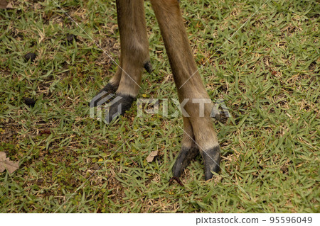 Deer hooves of Nara Deer hooves of Nara 95596049