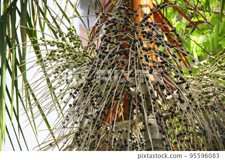Acai palm overgrown in the Amazon region Brazil Acai palm overgrown in the Amazon region Brazil 95596083
