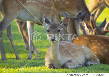 鹿家庭 鹿家庭 95596088