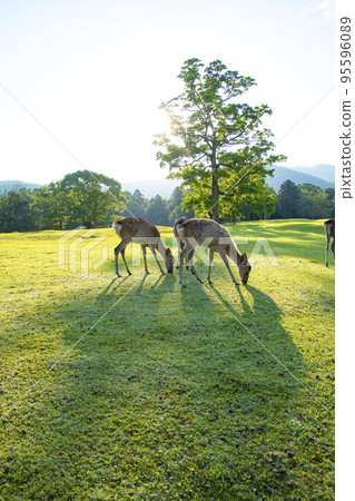 Morning Deer Morning Deer 95596089