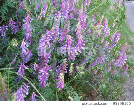 Nayokusafuji 95596100