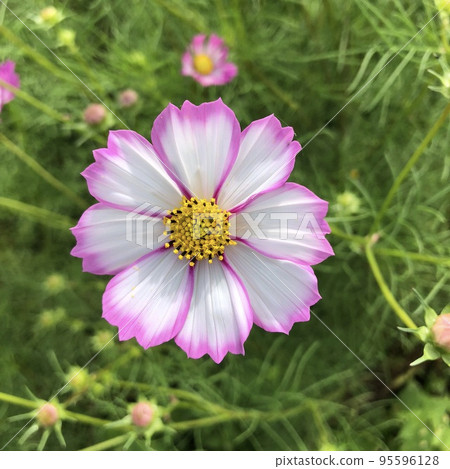 粉紅色邊緣的單朵白色波斯菊花 95596128