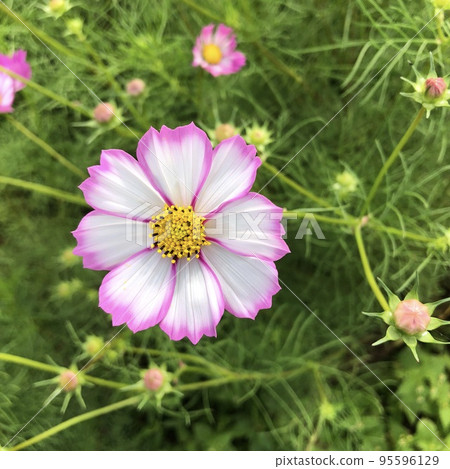 粉紅色邊緣的單朵白色波斯菊花 95596129