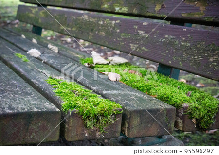 長滿苔蘚的長凳 長滿苔蘚的長凳 95596297