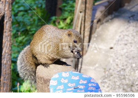 A walk in the squirrel garden on a holiday A walk in the squirrel garden on a holiday 95596506