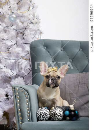 French bulldog dog with a lot of Christmas toys and a bow on his head poses in an armchair against the backdrop of a festive interior. The dog is waiting for the celebration of the New Year. 95596944