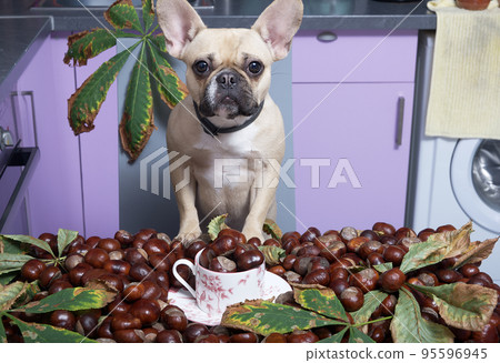 French bulldog breed dog stands leaning on a table covered with a lot of chestnuts and fallen autumn chestnut leaves. In front of the dog is a porcelain cup filled with chestnuts. 95596945