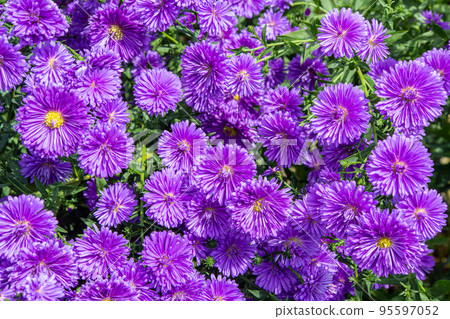 Purple double aster flowers in full bloom in the autumn garden 95597052