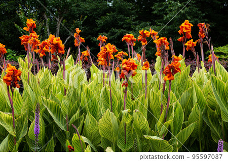 Beautiful variegated canna blooming in summer Beautiful variegated canna blooming in summer 95597087