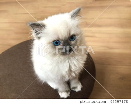 布娃娃小貓圓圓的眼睛盯著我 95597178