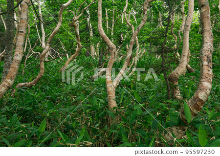 forest landscape of the island of Kunashir, twisted trees and undergrowth of dwarf bamboo forest landscape of the island of Kunashir, twisted trees and undergrowth of dwarf bamboo 95597230