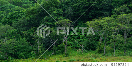 coastal forest of dwarf trees on the slope of the volcano on the island of Kunashir in cloudy weather coastal forest of dwarf trees on the slope of the volcano on the island of Kunashir in cloudy weather 95597234