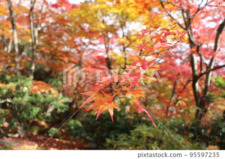 Close-up of autumn leaves at Jojakkoji Temple in Arashiyama, Kyoto Close-up of autumn leaves at Jojakkoji Temple in Arashiyama, Kyoto 95597235