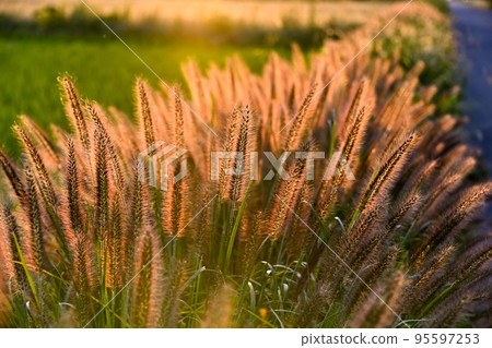 autumn evening scenery material 95597253