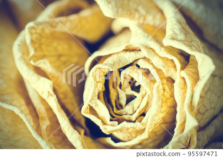 dry rose 95597471