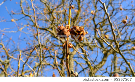 Two chestnuts have ripened in the empty branches of a chestnut tree. the bark has opened. the fetus is visible 95597507