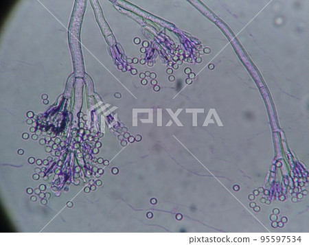 separated from brie 95597534