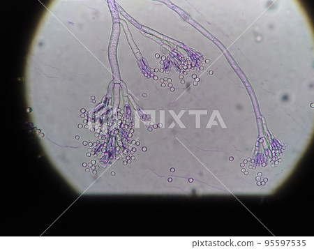 Mold separated from camembert cheese (brie) 95597535
