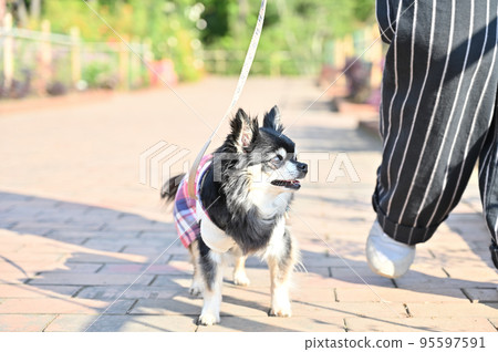 Chihuahua walking with a woman and smiling 95597591