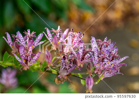 Hototogisu flowers blooming in the autumn garden Hototogisu flowers blooming in the autumn garden 95597630