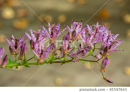 Hototogisu flowers blooming in the autumn garden Hototogisu flowers blooming in the autumn garden 95597643