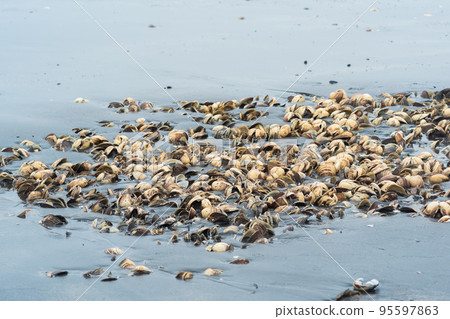 pile of empty shells of surf clams on the seashore left from fishing 95597863