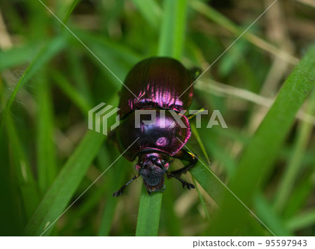 Centipedeal Centipedeal 95597943