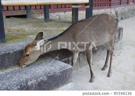 廣島縣宮島的野鹿 95598136