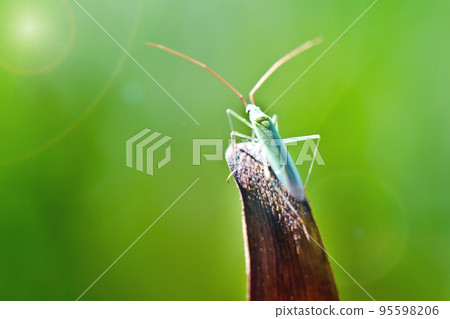 bug macro bug macro 95598206
