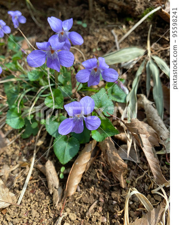 Violet flowers 95598241