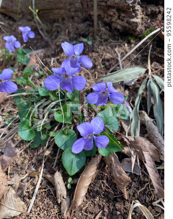 Violet flowers Violet flowers 95598242