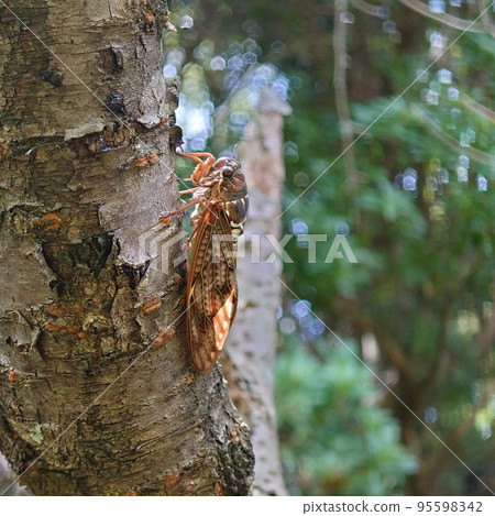 Cicada Cicada 95598342