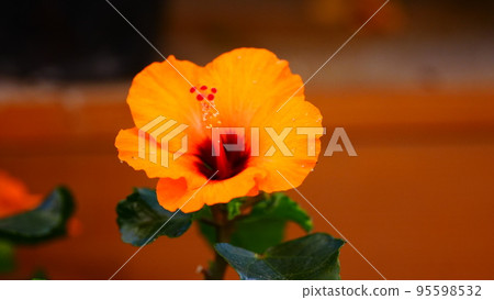 Beautiful flowers blooming at Ashikaga Flower Park 95598532