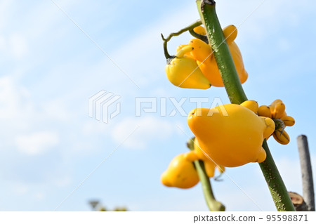 Foxface (Solanaceae) aka Fox eggplant Tsunonas Foxface (Solanaceae) aka Fox eggplant Tsunonas 95598871