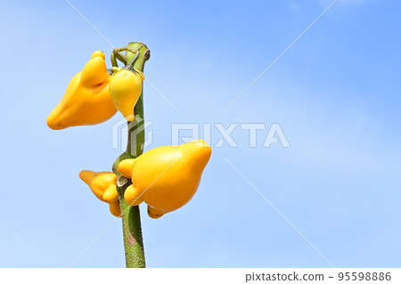 Foxface (Solanaceae) aka Fox eggplant Tsunonas 95598886