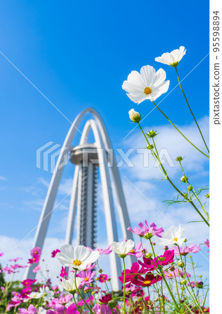 138 Tower Park 盛開的大波斯菊<愛知縣一宮市> 95598894