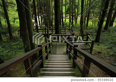 beautiful wooden walkway in Alishan National Forest Recreation Area in Chiayi County, Alishan Township, Taiwan beautiful wooden walkway in Alishan National Forest Recreation Area in Chiayi County, Alishan Township, Taiwan 95599010