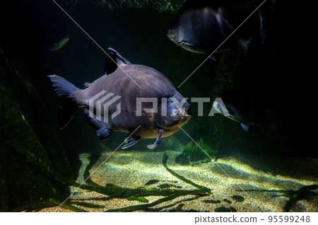 Colossoma macropomum or The tambaqui also known as the giant pacu 95599248