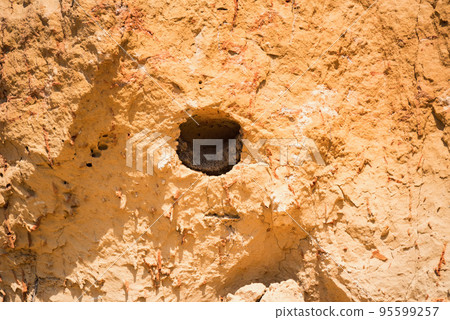 The burrow of the European roller or Coracias garrulus. The burrow of the European roller or Coracias garrulus. 95599257