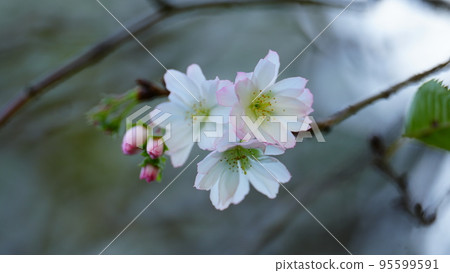 October cherry blossoms were blooming beautifully in the former Shiba Rikyu Garden 95599591