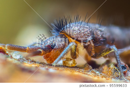 Slender springtail, Orchesella flavescens on wood, close up focus stacked macro photo Slender springtail, Orchesella flavescens on wood, close up focus stacked macro photo 95599633