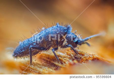 Slender springtail, Orchesella flavescens on wood, close up focus stacked macro photo Slender springtail, Orchesella flavescens on wood, close up focus stacked macro photo 95599804