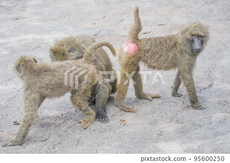 Mr. Monkey's large family Japanese monkeys 95600250