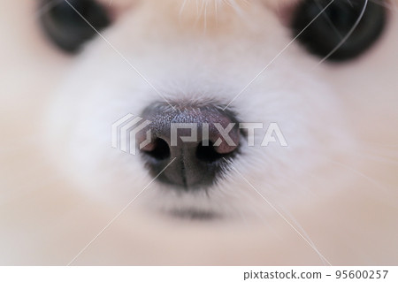 博美犬鼻子 95600257