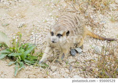 Daily life of meerkat Daily life of meerkat 95600529